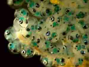 fish Eggs protection