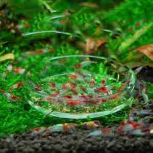 Everything about Feeding Dishes for Shrimp