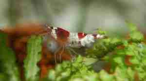How and What to Feed your Shrimp