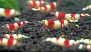 How to Start Shrimp Aquarium for Beginners.