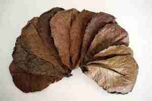 Indian Almond Leaves and Alder Cones in a Shrimp Tank