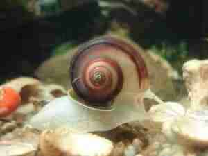 Benefits of Snails for a Shrimp Aquarium