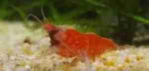 Shrimp with planaria
