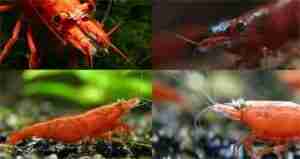 Scutariella Japonica on the shrimp head