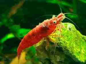 Shrimp with Vorticella