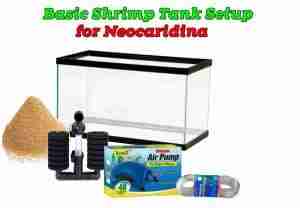Basic Shrimp Tank Setup for Neocaridina.