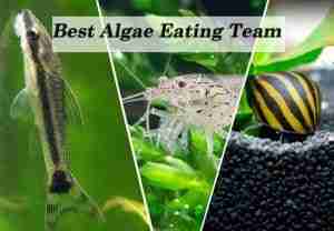 Best algae eaters - Otocinclus fish, Amano shrimp, and Nerite snails