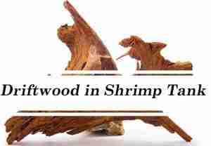 Driftwood in a shrimp tank