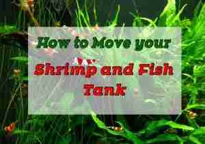 How to Move Your Shrimp or Fish Tank