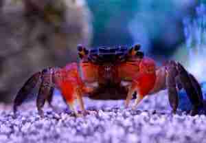 Red Clawed Crab (Perisesarma bidens)