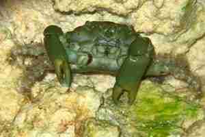 Emerald Crab (Mithrax sculptus)