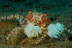 The Boxer Crab (Lybia tesselata)