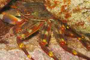 Sally Lightfoot Crab (Percnon Gibbesi )