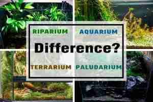 Difference between Aquarium, Terrarium, Riparium, and Paludarium