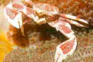 Porcelain Anemone crab (Neopetrolisthes maculatus) logo