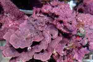 Coralline algae