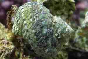 Mexican turbo snails (Turbo fluctuosa or Turbo fluctuosus)