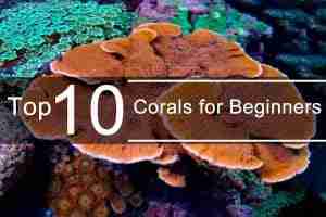 Top 10 Corals for Beginners