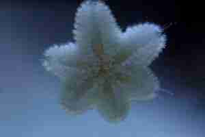 Asterina starfish