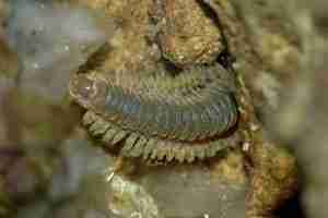 Bristleworms Profile Stay of Go