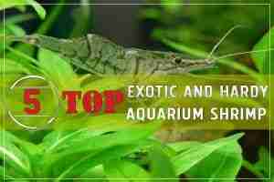 Top 5 Exotic and Hardy Aquarium Shrimp pinterest