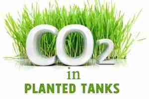 CO2 in a Planted Tank Guide