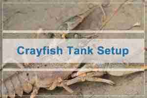 How to Set Up a Crayfish Tank