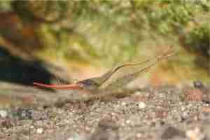Red Nose Shrimp (Caridina gracilirostris) – Detailed Guide Care, Diet, and Breeding