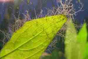 How To Remove Staghorn Algae In Aquariums
