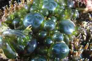 How to Remove Bubble Algae in Aquariums