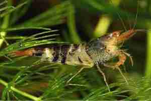 Tangerine Tiger Shrimp – Detailed Guide Care, Diet, and Breeding