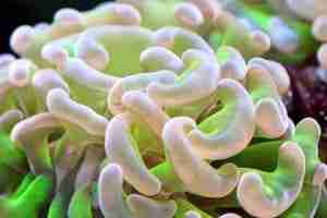 How to Care for Hammer Corals