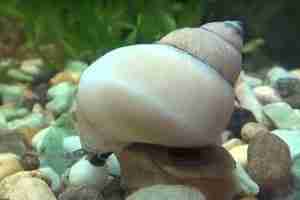 White Wizard Snail (Filopaludina martensi) – Detailed Guide Care, Diet and Breeding