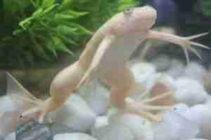 African Clawed Frog - – Detailed Guide Care, Diet, and Breeding