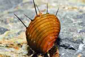 Hairy Snail (Thiara cancellata) – Detailed Guide Care, Diet, and Breeding