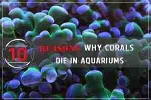 10 Reasons Why Corals Die In Aquariums