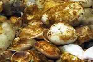 How to Cure Brown Diatom Algae in Saltwater Aquariums