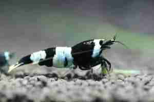 Bee Shrimp (Caridina cantonensis) – Detailed Guide Care, Diet, and Breeding