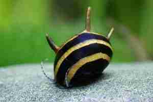 Horned Nerite Snail – Detailed Guide Care, Diet, and Breeding (Clithon sp)