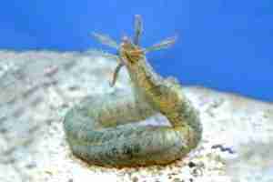 Medusa Worm in a Reef Tank— Stay or Go