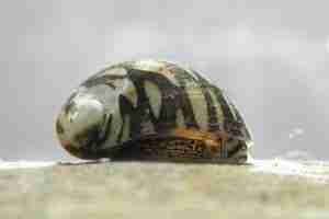 Theodoxus snails – Detailed Guide Care, Diet, and Breeding