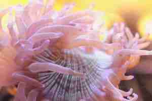 How to Care for Elegance Coral (Catalaphyllia jardinei)