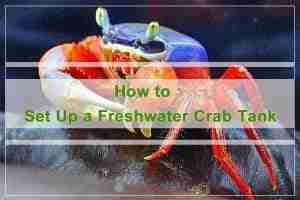 How to Set Up a Freshwater Crab Tank