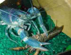 What Do Crayfish Eat - eats other crayfish