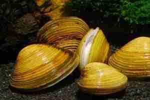 Freshwater Clams Care (Corbicula species)