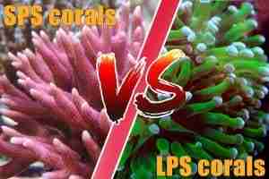 What Are LPS and SPS Corals