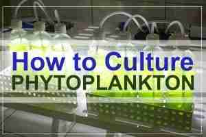 How to Culture Phytoplankton