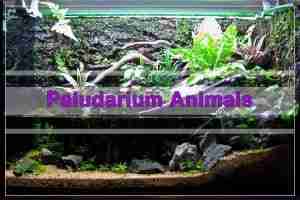Paludarium Animals