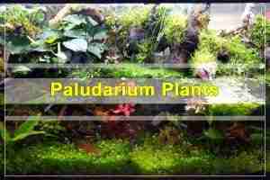 Paludarium Plants
