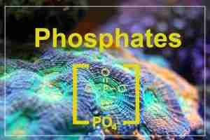Phosphates in Reef Tanks